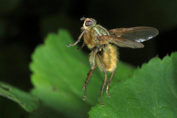 dipterainfo_6712-raw.jpg