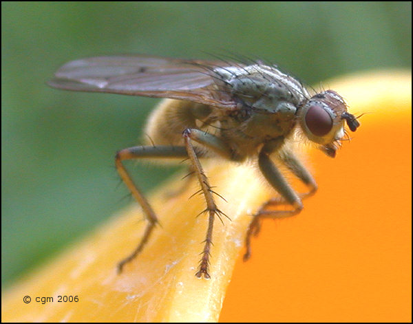 scathophaga_stercoraria_20060707_sweden_1a.jpg