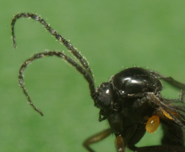 sciaria_hemerobioides_male.jpg