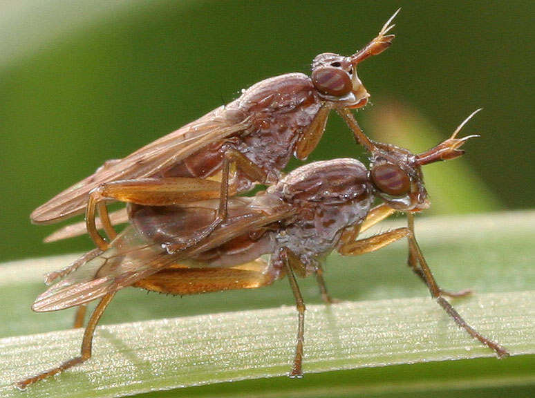 Sciomyzidae: Sepedon (Sepedon) spinipes (copula) (1)
