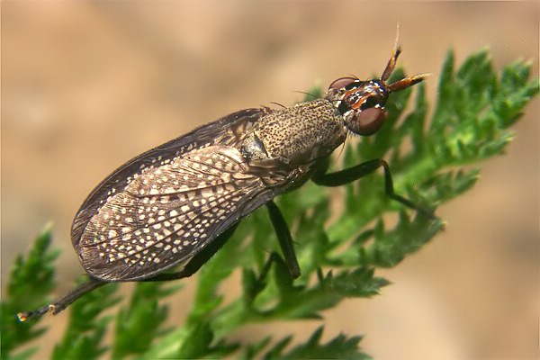 8313-dip-sciomyzidae-coremacera-marginata-innschlucht-140805.jpg