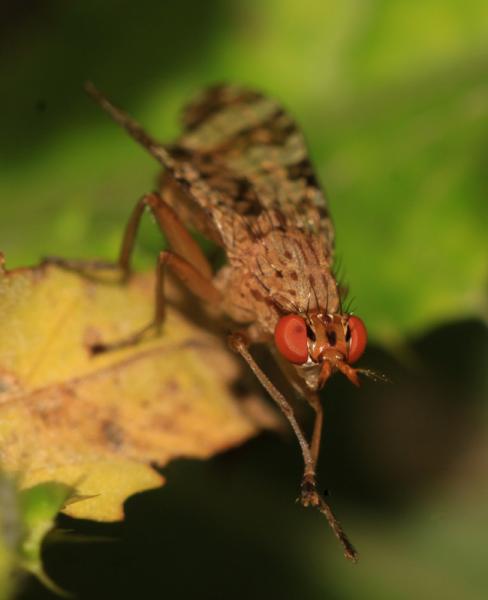 img_9138s_euthycera_chaerophylli.jpg