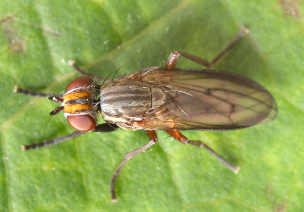 pherbellia_cinerella.jpg