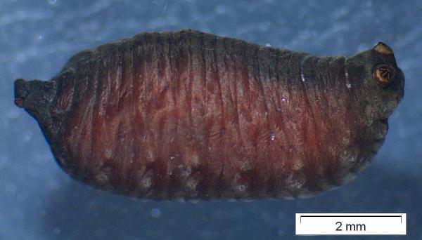 tetanocera_arrogans_pupa_lateraal_roerarm_404180.jpg