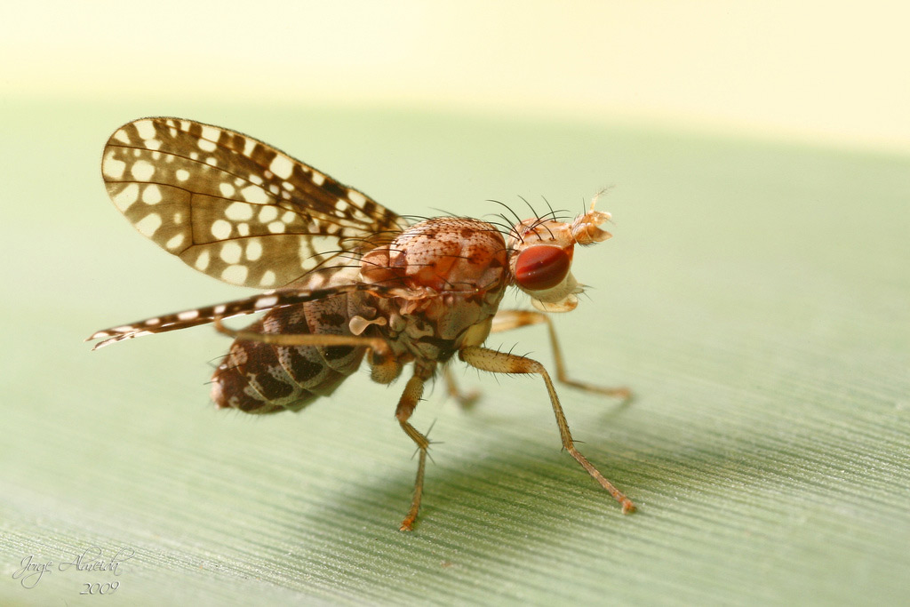 Sciomyzidae: Trypetoptera punctulata (3)