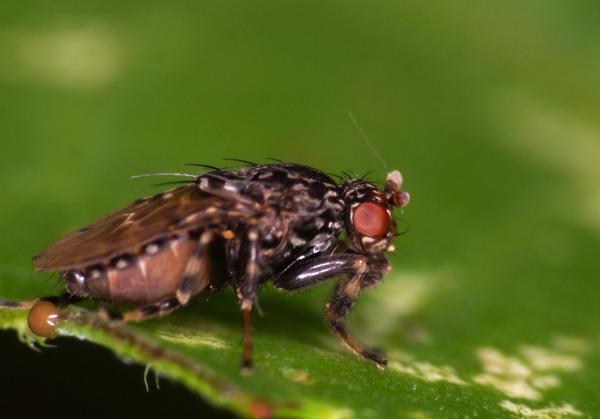 poecilosomellaangulata.jpg