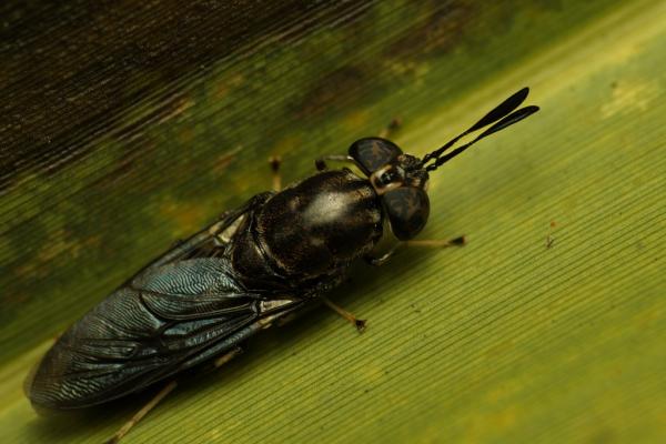 hermetiasexmaculata.jpeg