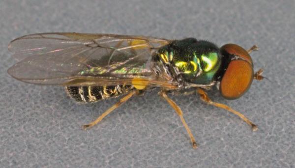 microchrysa_flavicornis.jpg