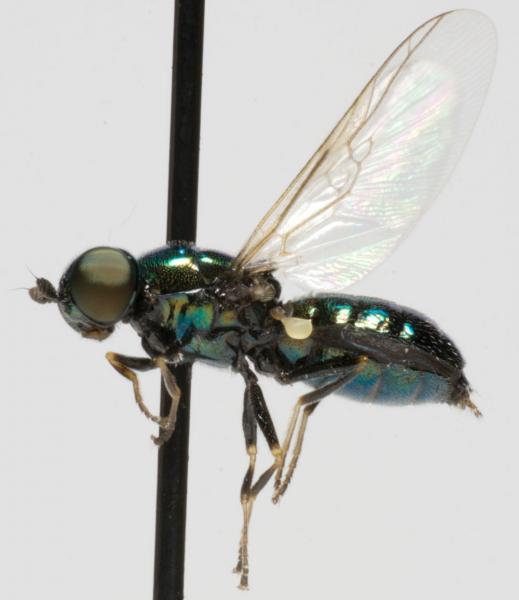 microchrysa_polita_jf10-1016.jpg