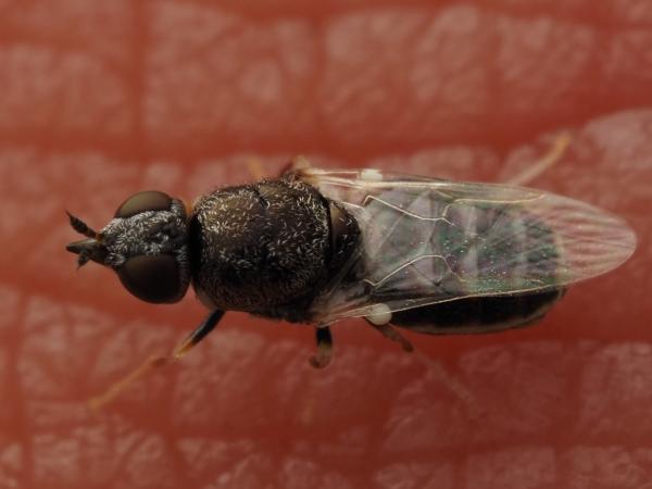 nemotelusacutirostris.jpg