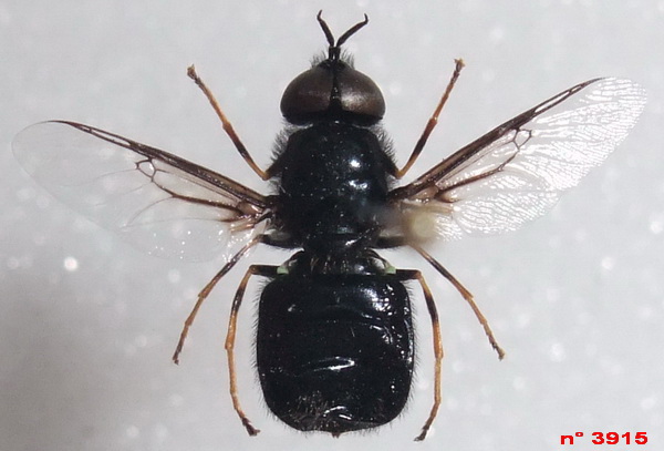 odontomyia-3915-m-dos-bis.jpg