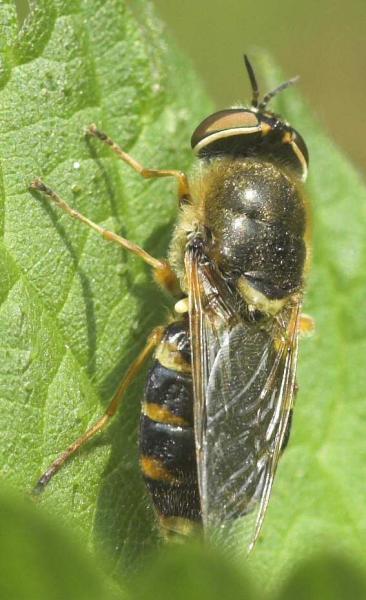 odontomyia_ornata_20080602_worfolk.jpg