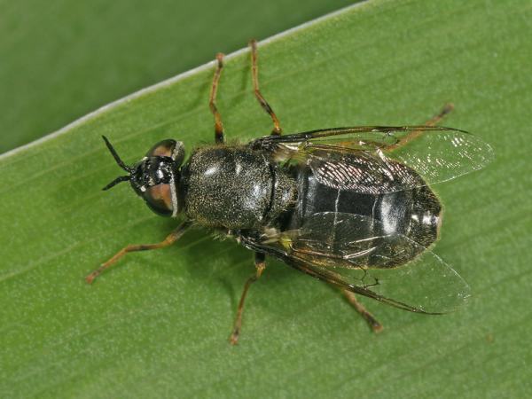 odontomyia_tigrina12bb_fe.jpg