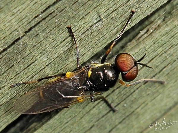 vanoyia_tenuicornis_male_2_1.jpg