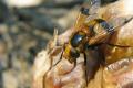 0344-dip-syrphidae-volucella-inflata-scheibenhardt-180507kb_t1.jpg