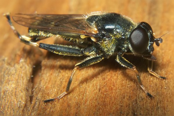 0454-dip-syrphidae-xylota-triangularis-female-martawald-090804.jpg