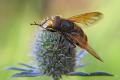 0536-dip-syrphidae-volucella-zonaria-male-sinnersdorf-160705kb_t1.jpg