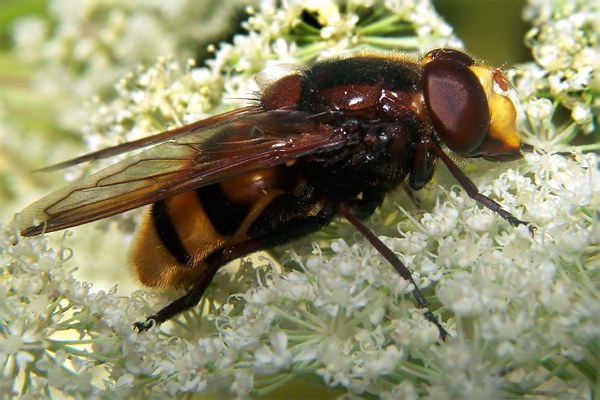 0842-dip-syrphidae-volucella-inanis-tassenbach-010804.jpg