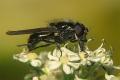 1394-dip-syrphidae-cheilosia-vulpina-male-arntal-010804_t1.jpg