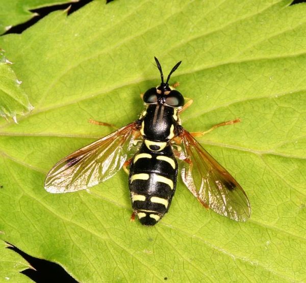 155_5562chrysotoxum.jpg