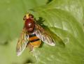 2008syrphevolucella_zonaria_t1.jpg