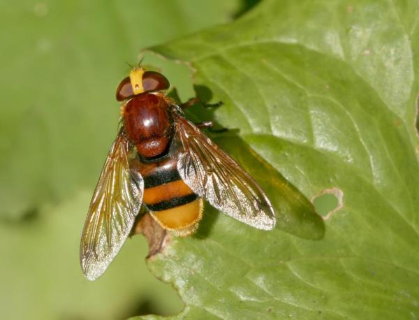 2008syrphevolucella_zonaria.jpg