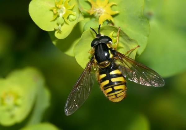 3roches466syrphe_female_chrysotoxum_cautum080508bisw1.jpg