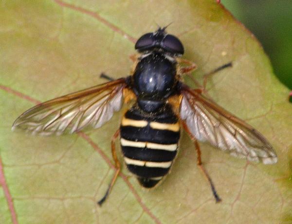 900sericomyia_nigraev_080608_1773.jpg