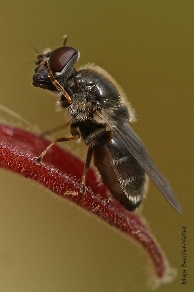 ch-caerulescens-m-face.jpg