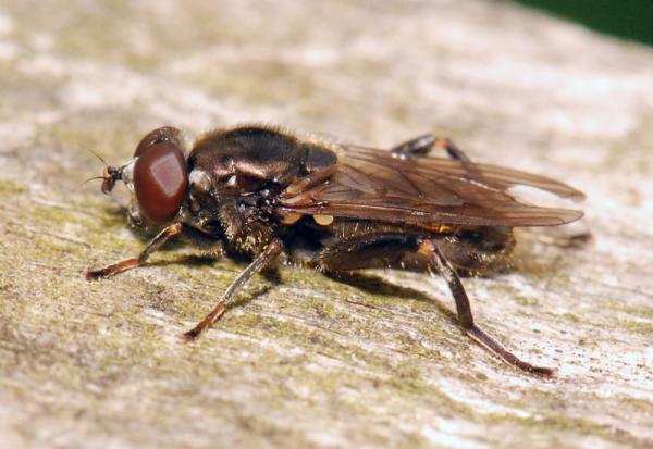 chalcosyrphus_nemorum_02.jpg