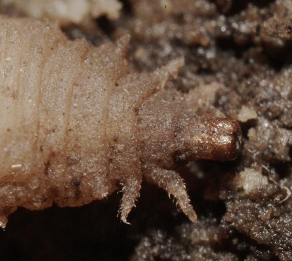 chalcosyrphus_nemorum_larva_3.jpg