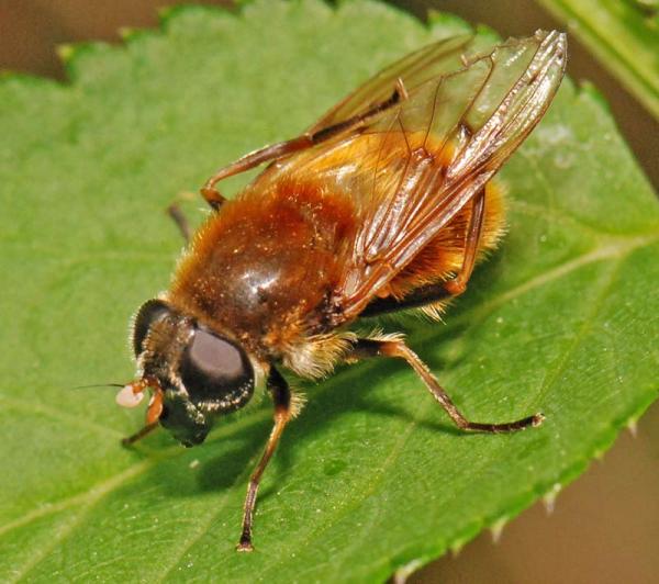 cheilosia_chrysocoma_01.jpg