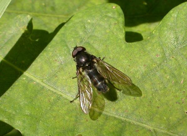 cheilosia_variabilis26july2009germanyseewiese.jpg