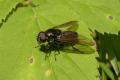 cheilosia_variabilis26july2009germanyseewiesen_t1.jpg