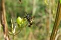 chrysotoxum_bicinctum24aug2009germanyseewiese_t1.jpg