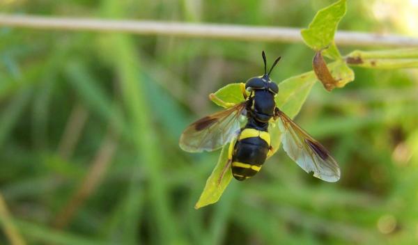 chrysotoxum_bicinctum24aug2009germanyseewiesen.jpg