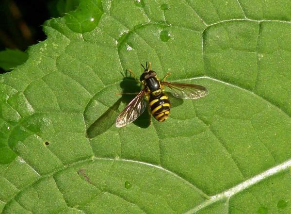 chrysotoxum_intermedium24aug2009germanyseewiesen.jpg