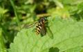 chrysotoxum_intermedium28aug2009germanyseewiesen_t1.jpg