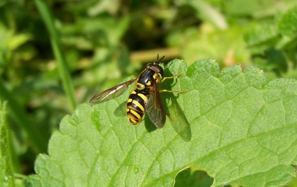 chrysotoxum_intermedium28aug2009germanyseewiesen.jpg