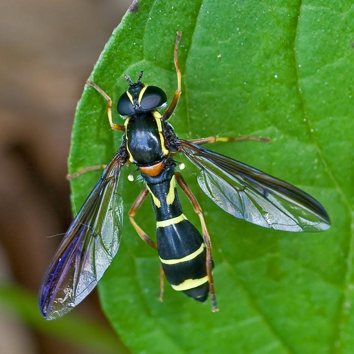 Syrphidae: Doros profuges (female) (1)