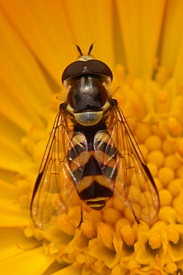 dasysyrphus-albostriatus-m-.jpg