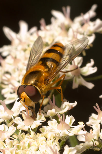 epistrophe_diaphana_syrphidae_1.jpg