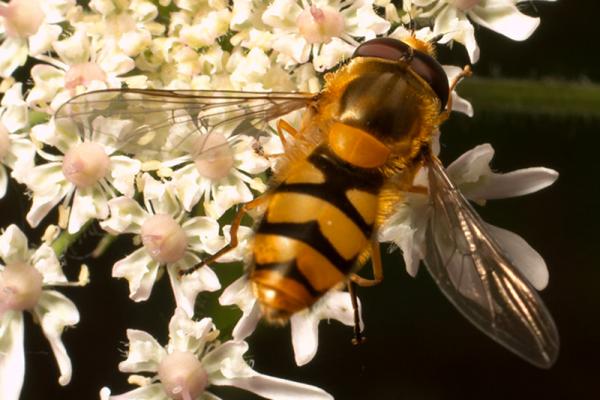 epistrophe_diaphana_syrphidae.jpg