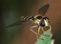 hoverfly2_t1.jpg