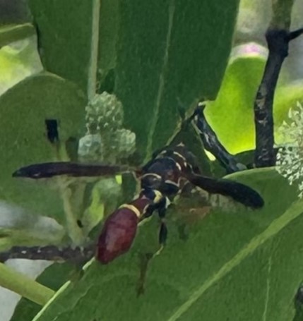 monoceromyiafloridensis.jpeg