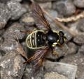 sericomyia_militaris_01_t1.jpg