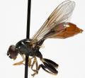 sphegina_sibirica_jf10-2046_t1.jpg