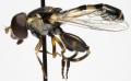 syritta_pipiens_m_jf09-2442_t1.jpg