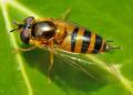 syrphidrivasdi_t1.jpg