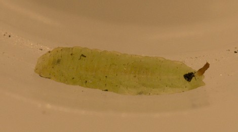 triglyphus_primus_larva.jpg